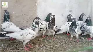 Sialkoti Kabootar | Aqeel Pigeon Master | Teddy Kabootar |