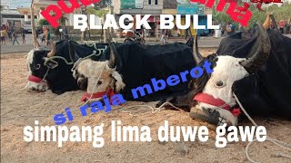 putra kusuma black bull live simpang lima