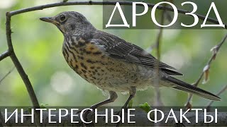 Дрозд - интересные факты