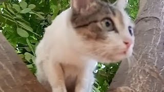 #cute #pets #dog #cat #kitten #jump #love #play #relaxing #viral #video#animals#youtube#trending#diy