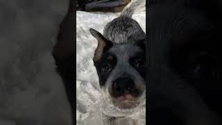 The Confessor #cattledog #puppy #blueheeler