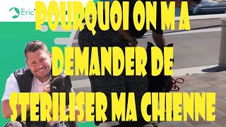 CHIENNE PEUREUSE POURQUOI  STERILISER MON BERGER ALLEMAND