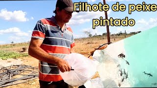 soltei filhote de peixe pintado no reservatório de água