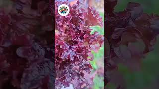 Radicchio is a leafy vegetable with red or purple leaves. #radicchio