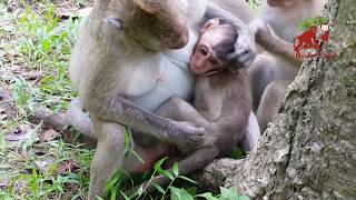 Why big monkey do like this with baby monkey?, What baby monkey doing?, Monkey Camp part 807