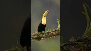 #nature Birds 🐦#shortsviral #viralvideos #reels