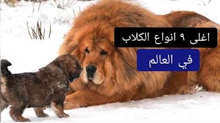 اغلى ٩ انواع كلاب في عالم