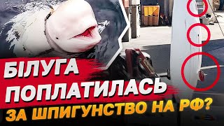 СКАНДАЛ В НОРВЕГІЇ через БІЛУГУ! Велетенського кита - шпигуна виявили мертвим