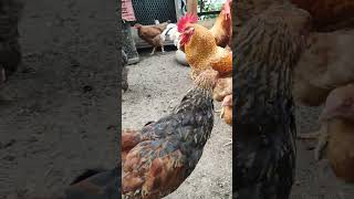 mi hermosa granja con mis hermosas gallinas