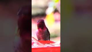 Anna's Hummingbird enjoys nectar at my house