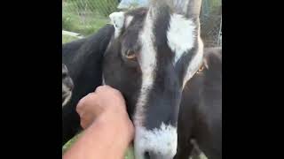 💕 #farm #goat #homesteadlife