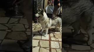 CUTE DOG #shorts #new #subscribe #satisfying