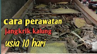 cara perawatan jangkrik kalung umur 10 hari