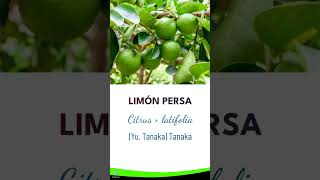 LIMÓN PERSA | #citrus #fruit #plantas #frutas #agriculture #biodiversity #news #agro #bio #shorts