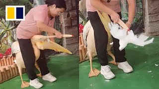 Pelican caught eating pigeon ‘colleague’ at zoo in China