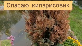 Спасаю кипарисовик.