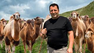 Cheese Making from Camel Milk! Secret Recipe for the Best Cheese Ever