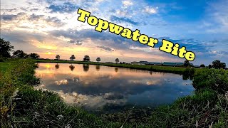 Walmart Ozark Trail Prop Bait vs Hungry Bass!! (Is this the Best TOPWATER Bait???)