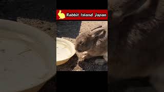 Rabbit drinking water elegantly #rabbit #bunny #shorts