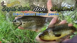 Spot sepat siam disini ternyata dihuni betok babon, / Sepat siam dan papuyunya babon-babon pak #SF75