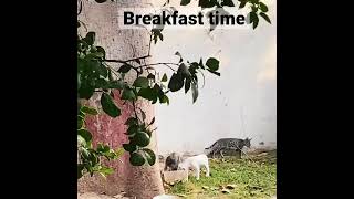 Kittens Breakfast Time | Cat & Kittens #cats #kitten #breakfast #morning #viral #cute #funny