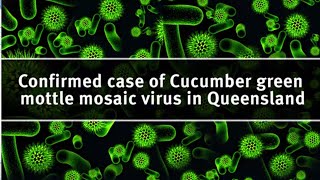 Confirmed case of Cucumber green mottle mosaic virus in Queensland