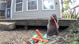 Floof Poofs - Another Day On The Bluff