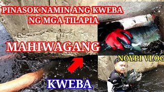 Napasabak sa KWEBA ni Papa Ryan | Kinakapa at Dinadakma ang Malalaking Tilapia