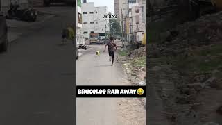 BRUCE LEE RAN AWAY FROM HOME😂 DUE TO MENTAL TORTURE #trending #labrador #pets #tamil #dog #comedy