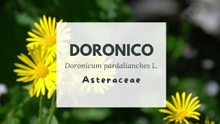 DORONICO MEDICINALE - Doronicum pardalianches L. - Asteraceae - Leopard’s bane