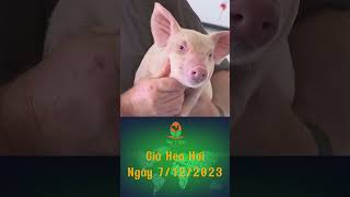 Giá heo Hơi Ngày 7/12/2023 #tintuc #animals #farm #chicken #tintucchannuoi #channuoi #pig #short