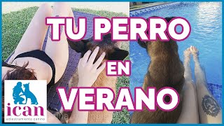 Mi PERRO tiene MIEDO AL AGUA. Enseñar a un perro A NADAR en VERANO| Adiestramiento Canino