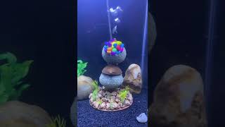 DIY Aquarium decoration #shorts #amolkoli #aquarium #petsmemo