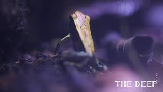 Green Mantella Frogs | TheDeepHull