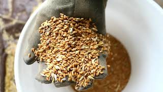 Harvesting Wheat by Hand 2020 @ Hidden Grove Homestead