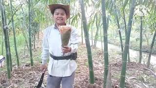 kỹ thuật cuốc gốc tre cho măng tre lên nhiều Tuấn Cần Thơ Vlog 2