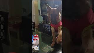 Jerry kese Masti kar rahi hai/ German shepherd dog #viralshort #dog #dogshorts #trending #ytshorts