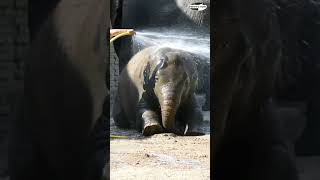 Baby elephant bathtime #shorts #babyelephants #cuteanimalmoments