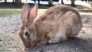 Rabbit: “Now I'm busy, don't talk to me!”