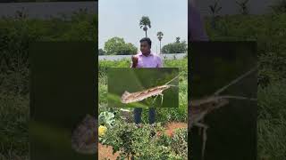 Cabbage cauliflower pest DBM controlled by #vaayu #yantra Granuels