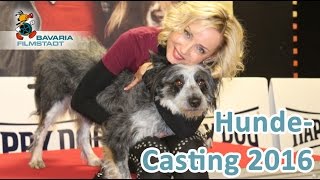 Hunde Casting 2016 in der Bavaria Filmstadt