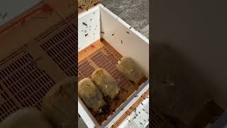 Honeybees Working Dry Pollen Sub