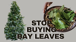 Stop Buying Bay Leaves. Pick some leaves, dry them and Store it for 365 days