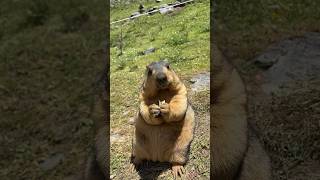 Adorable Himalayan Marmot Eating Treats – Cutest Snack Time Ever!#cutemarmot #cuteanimals #wildlife