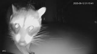 Raccoon comes in dog door for some water