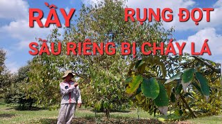 CHÁY LÁ RỤNG ĐỌT SẦU RIÊNG, RẦY TẤN CÔNG