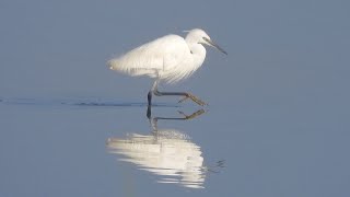 Goldcliff Birding #200