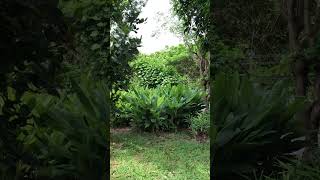 So beautiful day #trees #veg #plants #spices #garden #backyard #viral #shorts #short #shortvideo #yt