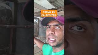 TRISAL DE CALOPSITAS PODE ?#viralvideo #shorts #shortvideo #shortsvideo