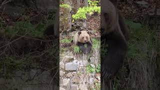 Transfăgărășan, bodyguard